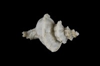 藏品(旋梯花仙螺)的圖片